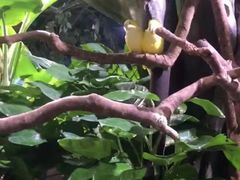 -正佳雨林生态植物园