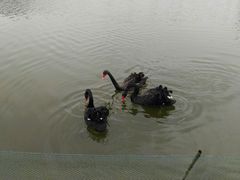 -明珠湖天鹅苑·农家菜馆