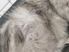 -BABIT巴比特宠物(MOMOPARK店)