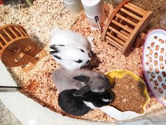 -momokira米努特·德文卷毛猫·棉花面纱犬
