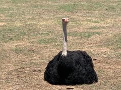 -威勒比开放式动物园