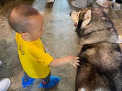 -more than meow吴止猫主题餐厅(承德 中船汇店)