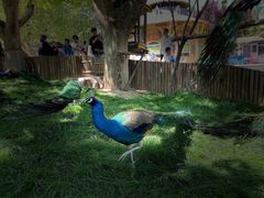 -石家庄市动物园