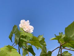 -同济大学(嘉定校区)