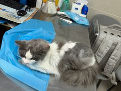 -宏发宠物医院·疑难骨科·特色猫科微创·异宠(工程街店)