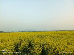 -西京湾花海