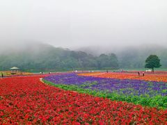 -广州市石门国家森林公园