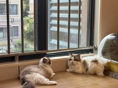 -唐小姐の私宠·宠物洗护美容·撸猫馆·购宠(周浦万达旗舰店)