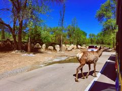 -北京野生动物园