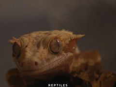 -酷以爬仙阁实体爬宠店·守宫·蜥蜴·专业繁育