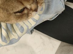 -猫房·猫吧·猫咖(龙湖时代汇店)