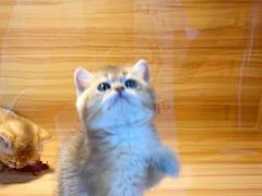 -猫十亿·布偶金渐层·曼基康矮脚猫舍(青年路店)