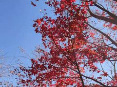 -香山公园