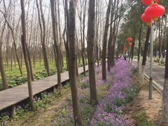 -合肥滨湖国家森林公园