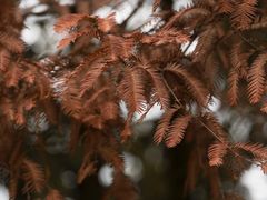 -白鹭湾湿地公园