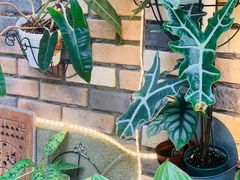 -Rabbit Cafe私房西餐甜点咖啡(栖霞路店)