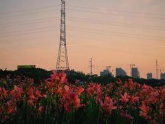 -大亚湾红树林城市湿地公园