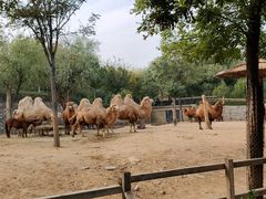 -石家庄市动物园