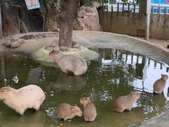 -无锡动物园·太湖欢乐园