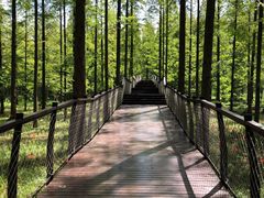 -黄海国家森林公园