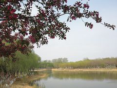 -大兴滨河森林公园