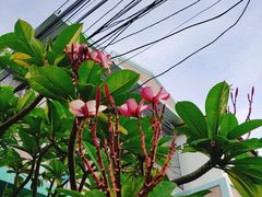-Dash Teak House