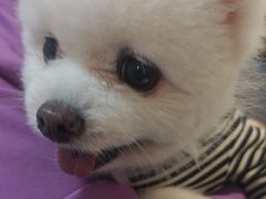 -北京派仕佳德动物医院·超导核磁·CT·神经科·骨科·内外科·急重症管理中心