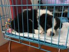 -翊宠yipet猫狗购宠庄园犬舍•猫舍