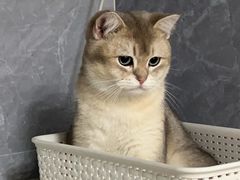 -爱洗澡的猫(天河路店)