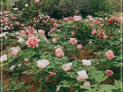 -洛阳市隋唐城遗址植物园