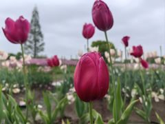 -花开海上生态园