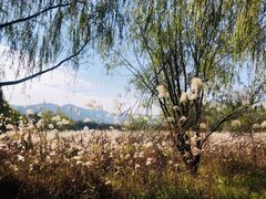 -长兴太湖图影湿地文化园