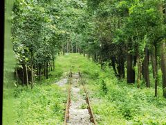 -合肥滨湖国家森林公园