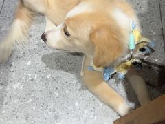 -古彭7只羊·招牌白串·碳锅羊肉旗舰店