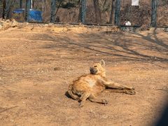 -大连森林动物园