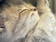 -babydoll猫舍·米努特·德文·缅因(久光中心店)