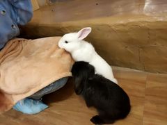 -猫猫幼稚园·撸猫·桌游·电玩