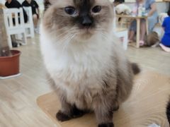 -李小姐の猫咖啡馆(五角场店)
