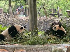 -都江堰中华大熊猫苑