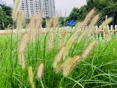 -诺莱仕游艇会