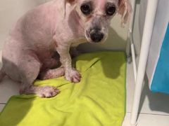 -PETKIT 小佩宠物·低压洗护·美容·寄养(安远店)