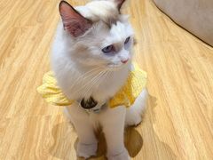 -啵啵喵·猫咖(攀华国际店)