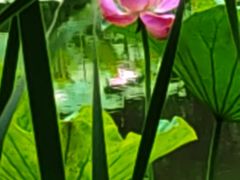 -陈家山荷花公园