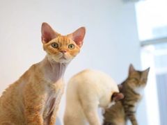 -Heymao猫咖.咖啡厅(东门店)