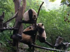景点-成都大熊猫繁育研究基地