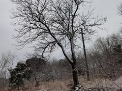 -北京西山国家森林公园