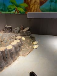 -未来动物城动物主题公园(大悦城店)