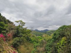 -深圳仙湖植物园