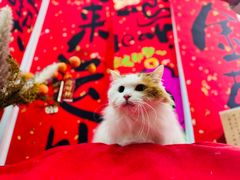 -爱洗澡的猫(望京店)