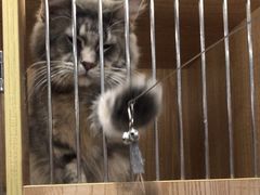 -猫爷宠物生活馆·撸猫馆